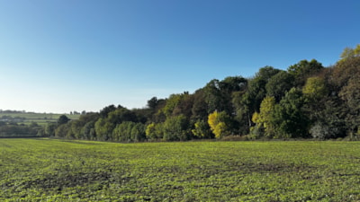 A footpath through broadleaved woodland, illustrating the Barnbow woodland enhancement funded by the Transpennine Route Upgrade